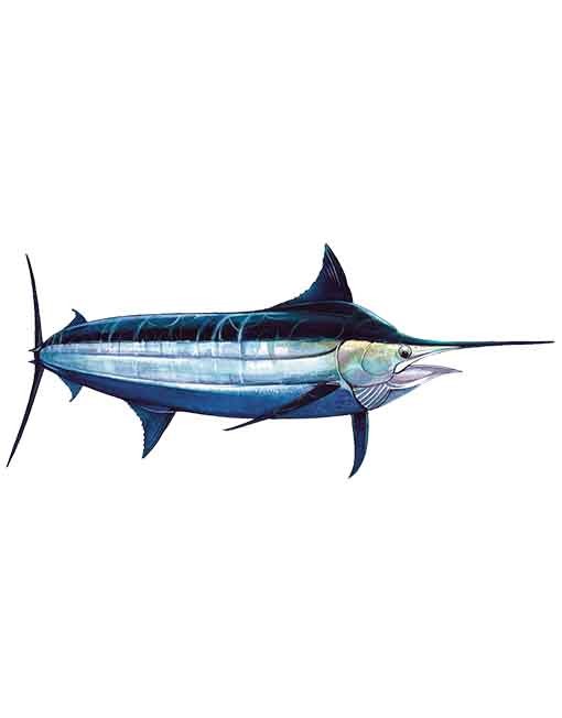 black-marlin-WEB-510x652.jpg