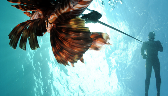 CHASSE SOUS MARINE