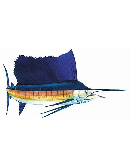 sailfish-WEB-510x652.jpg