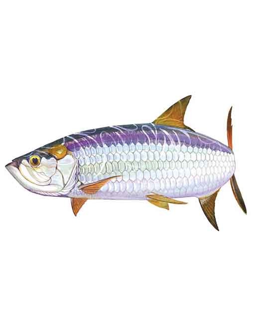 tarpon-small-WEB-510x652.jpg